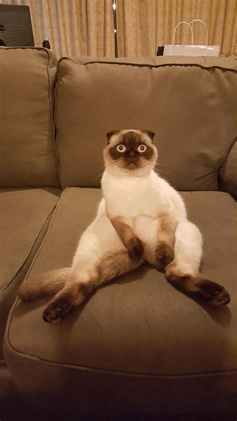 PsBattle: Cat sitting on the couch like a person : r/photoshopbattles