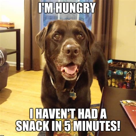 Chuckie the Chocolate Lab | Lab dogs, Dog memes, Funny dog memes