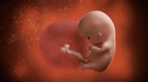 Human Fetus 10 Weeks