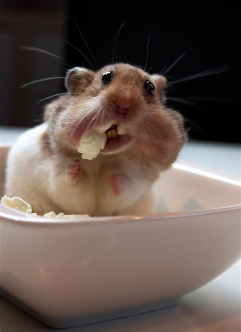 15 Awesome Pics Of Adorable Hamsters | No. 9 Is So Cute | Reckon Talk