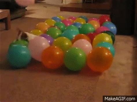 Anastasia - balloon popping dog, gets ready for the Guinness World record on Make a GIF