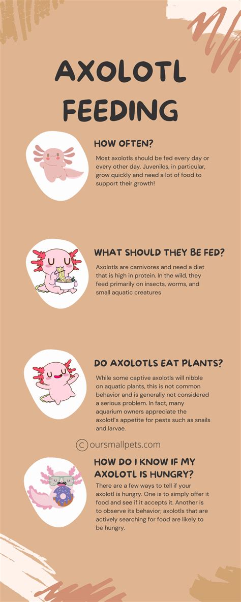 How Long Can Axolotls Go without Food? Read This!