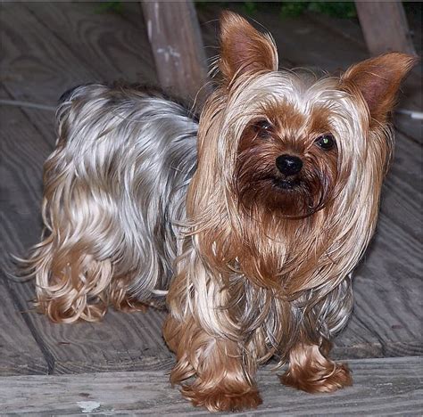 What Color Will My Yorkie Be