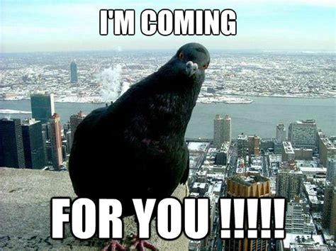 I'm coming for you !!!!! - Helping pidgeon - quickmeme