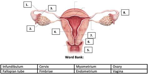 BIO 114 - Anatomy of the Female Reproductive System Quiz - By tgardiner9