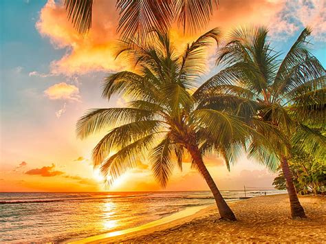 Fantastic, Sea, Summer, Paradise, beach, palm tree, HD wallpaper | Peakpx