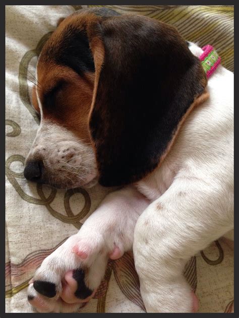 Sweetness. Sleeping basset hound puppy. | Basset hound puppy, Hound dog ...