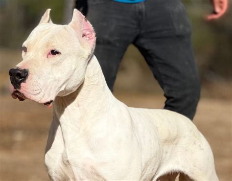 Female Dogo Argentino For Sale - World Class Dogo Argentino