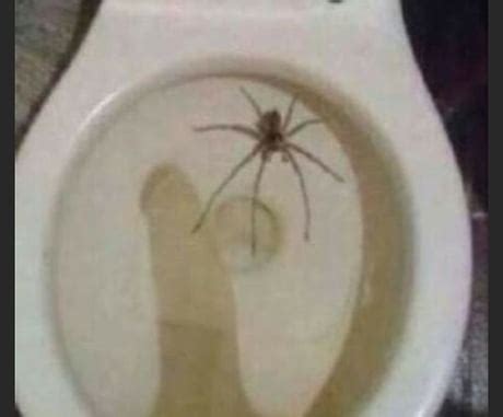 Australian Spider Toilet