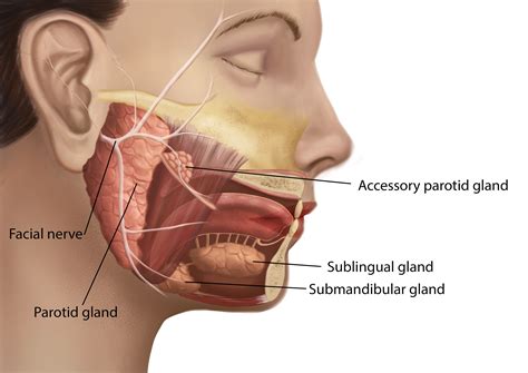 Parotid Gland Anatomy; Parotid Tumor; Accessory Parotid Gland; Facial ...