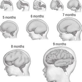 Prenatal development of the human brain showing a series of embryonic... | Download Scientific ...