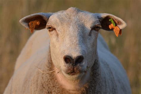 Free Images : animal, wildlife, horn, pasture, sheep, fauna, close up, goats, vertebrate, sheeps ...