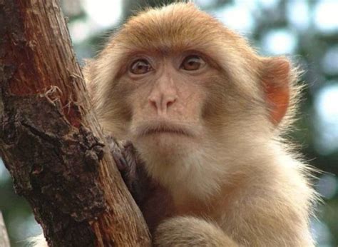 LOS MACACOS RHESUS Y OTROS ANIMALES TIENEN CONCIENCIA DE SI MISMOS ...