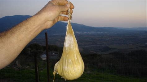 TIL: Sardinian Cheese is illegal. The cheese is made from goats milk ...