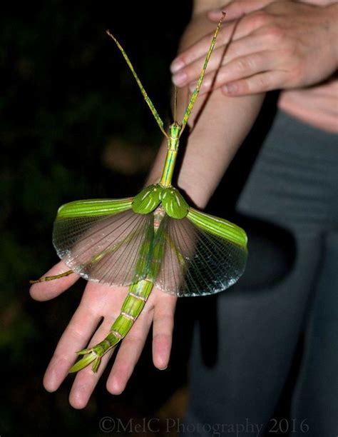 Los animales más increíbles de la naturaleza em 2020 | Insetos, Natureza, Insetos bonitos