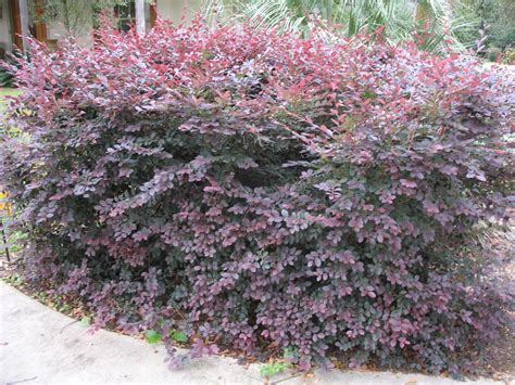 Online Plant Guide - Loropetalum chinense 'Plum Delight' / Plum Delight Loropetalum