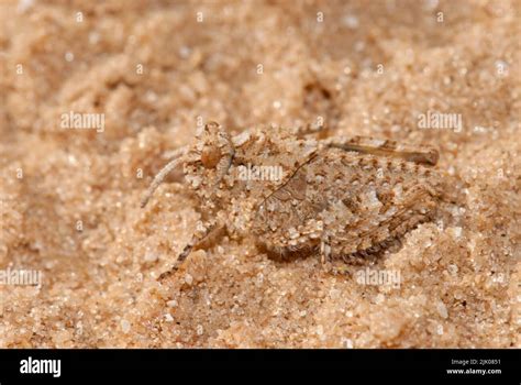 Grasshopper camouflage on sand Stock Photo - Alamy