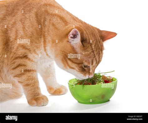 Fat ginger cat eating a salad, isolated on white Stock Photo - Alamy