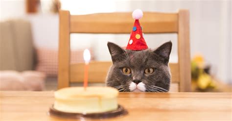 The Best Cat Birthday Sayings - Card Sayings