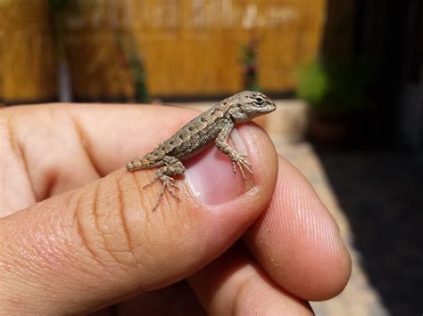 Baby lizard I rescued from a dog. : mildlyinteresting