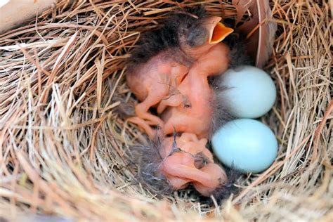 ANIMALES OVÍPAROS » Significado, Características, Clasificación Y Ejemplos