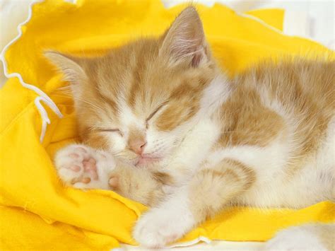 Download Cats Sleeping Wallpaper 1600x1200 | Wallpoper #390562