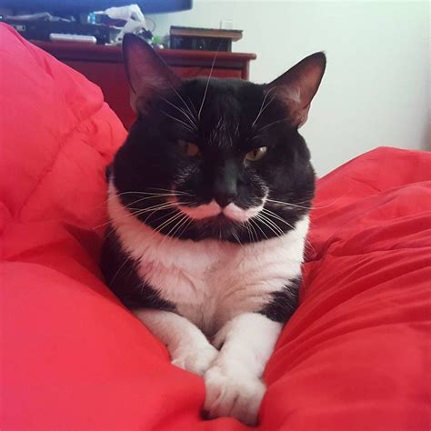 Man Finds Tuxedo Cat with Purrfect Stache and Gentle Heart (With images ...