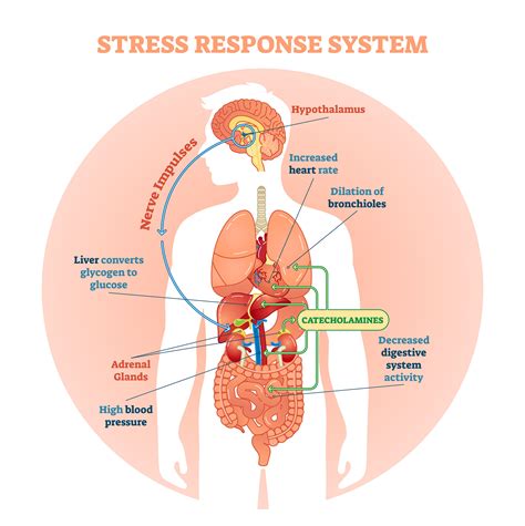 7a3 Stress – HumanBio