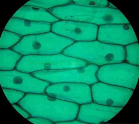 Plant cell under the microscope 2 | Plant cell, Plant drawing, Things under a microscope