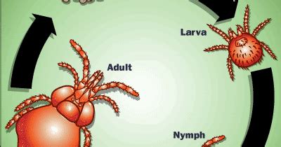 Its about the ecology, silly!: Chiggers: making field work less fun since…forever!