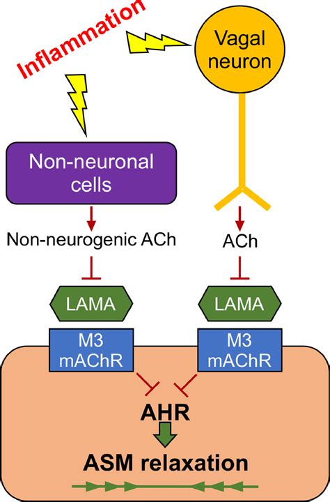 Inhaled long-acting muscarinic antagonists in asthma – A narrative review - European Journal of ...