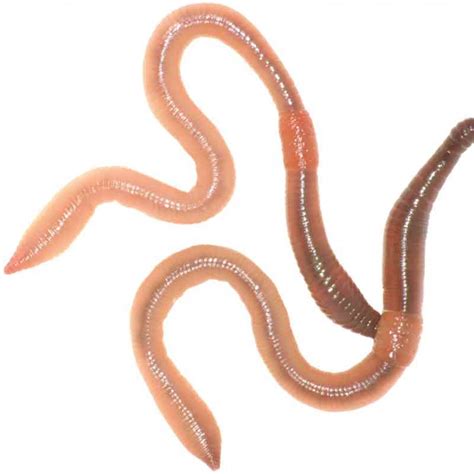 Garden Worms Identification