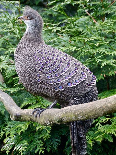 Nature and more: Grey Peacock Pheasant | ©Peter Stubbs ...