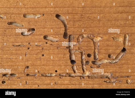 Deathwatch Beetle Larvae | informacionpublica.svet.gob.gt