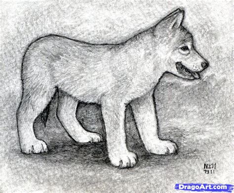 Wolf Cub Drawing at PaintingValley.com | Explore collection of Wolf Cub Drawing