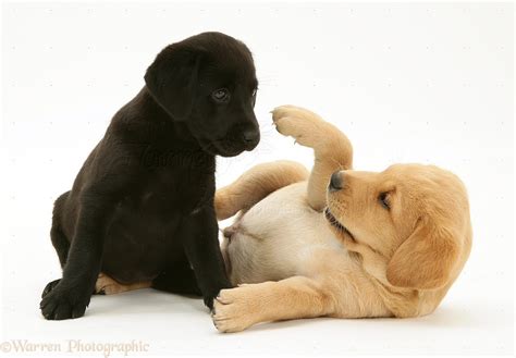 Dogs: One black and one yellow Labrador pups playing photo WP22108