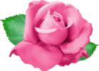 Pink Rose PNG Clip Art Transparent Image | Gallery Yopriceville - High-Quality Free Images and ...