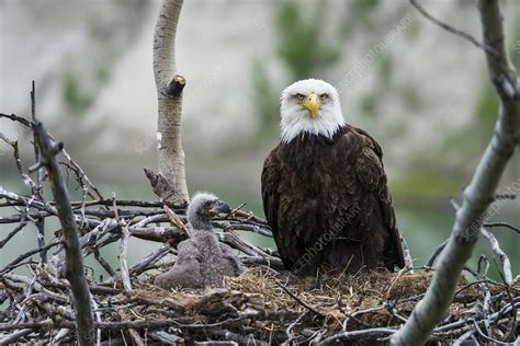 Bald Eagle Nesting - Stock Image - F031/9217 - Science Photo Library