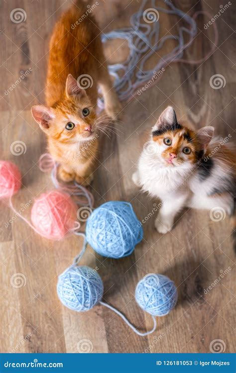 Two kittens playing stock image. Image of couple, scare - 126181053