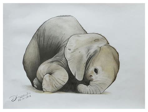 Baby Elephant Pencil Drawing - bestpencildrawing