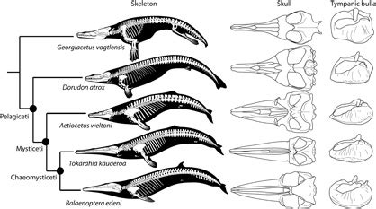 Tokarahia: large filter feeding baleen whales (Eomysticetidae) from the Oligocene of New Zealand ...