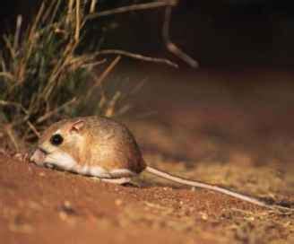 Rat: Kangaroo Rat Adaptations