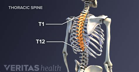 Thoracic Spine Definition | Back Pain and Neck Pain Medical Glossary