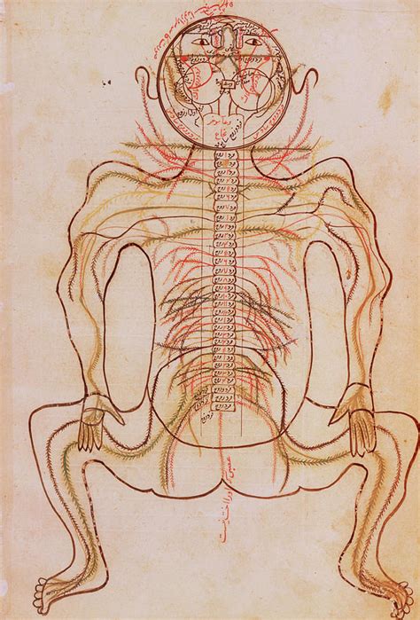 15th Century Drawing Of Human Nervous System. Photograph by National ...