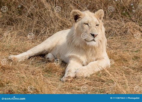 White Lion South Africa stock image. Image of panthera - 111387563