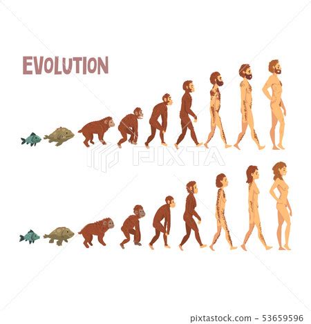 Biology Human Evolution Stages, Evolutionary... - Stock Illustration ...