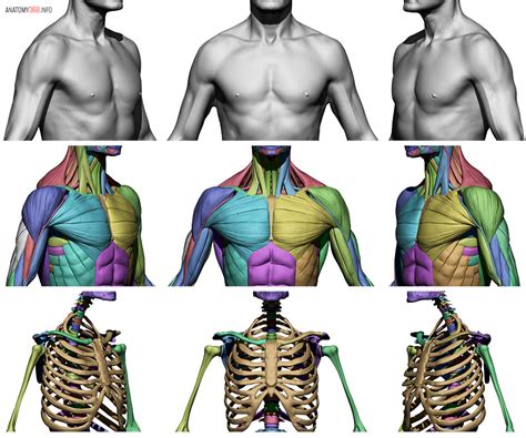 Male Body Reference | Anatomy 360