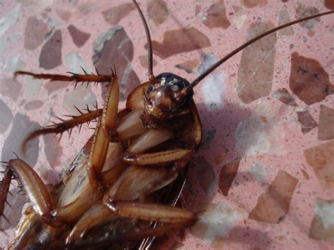 Signs Of A Cockroach Infestation | 707 Pest Solutions