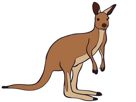 Kangaroo Cartoon Drawing Royalty Free Vector Image - vrogue.co