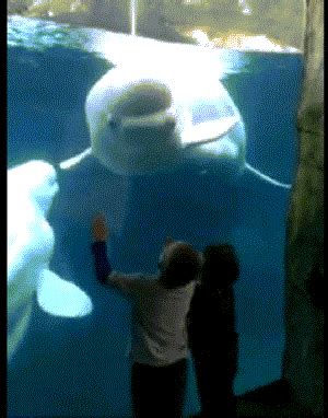 Aquarium GIFs - Get the best GIF on GIPHY